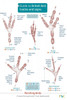 Guide to British bird tracks and signs