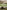 Panzerjager vs KV-1: Eastern Front 1941–43