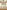 Terriers in India: British Territorials 1914-19