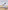 Terns of North America: A Photographic Guide