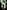 The Bigfoot Files: Bigfoot and Missing People in North America