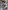 Raccoons: Phase 4