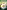 Dahlias: Inspiration, Cultivation and Care for 222 Varieties