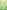 Anne of Green Gables
