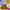 Hey Duggee: The Feelings Badge
