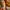 Florence: The Paintings & Frescoes, 1250-1743