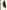 Feathers: The Evolution of a Natural Miracle