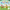 Five Little Easter Bunnies: A Lift-the-Flap Adventure