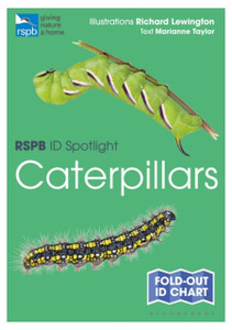 Rspb Id Spotlight - Caterpillars Rspb Id Spotlight - Caterpillars