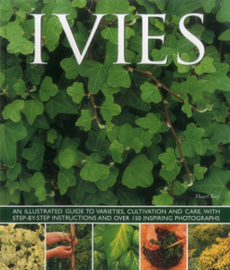 Ivies Ivies