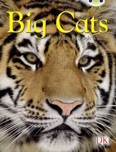BC NF Brown B/3B Big Cats BC NF Brown B/3B Big Cats