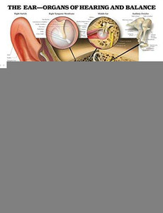 The Ear: Organs of Hearing and Balance Anatomical Chart The Ear: Organs of Hearing and Balance Anatomical Chart