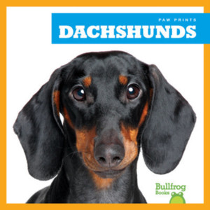 Dachshunds Dachshunds