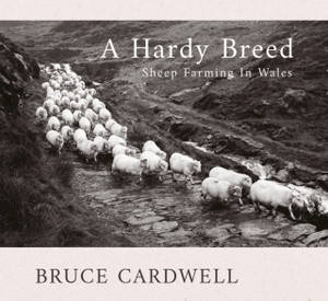 A Hardy Breed: Sheep Farming in Wales