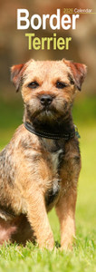 Border Terrier Slim Calendar 2026  Dog Breed Slimline Calendar - 12 Month
