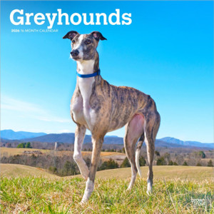 Greyhounds 2026 Square Flap Calendar