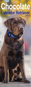 Chocolate Labrador Retriever Slim Calendar 2026  Dog Breed Slimline Calendar - 12 Month