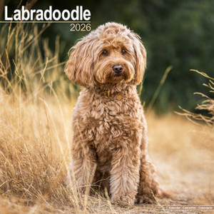 Labradoodle Calendar 2026  Square Dog Breed Wall Calendar - 16 Month