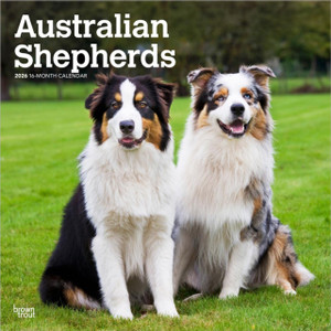 Australian Shepherds 2026 Square Flap Calendar