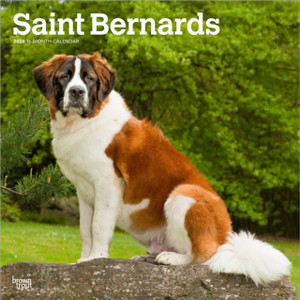 Saint Bernards 2026 Square Flap Calendar