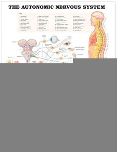 The Autonomic Nervous System Anatomical Chart by Unknown (Author) The Autonomic Nervous System Anatomical Chart by Unknown (Author)