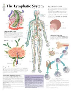 Lymphatic System Paper Poster by Scientific Publishing (Author)
