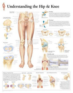 Understanding the Hip & Knee Laminated Poster by Scientific Publishing (Author)
