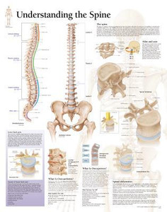 Understanding the Spine Paper Poster by Scientific Publishing (Author)