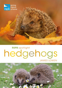 Rspb Spotlight Hedgehogs Rspb Spotlight Hedgehogs
