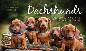 Dachshunds: The Long And The Short Of Them Dachshunds: The Long And The Short Of Them