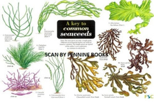 A Key To Common Seaweeds