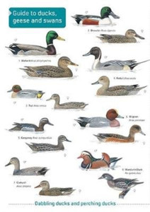 Ducks, Geese And Swans Ducks, Geese And Swans