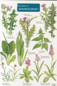 Guide to Grassland Plants 1