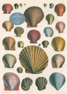 John Derian Paper Goods: Shells 1,000-Piece Puzzle John Derian Paper Goods: Shells 1,000-Piece Puzzle
