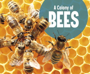 A Colony Of Bees A Colony Of Bees