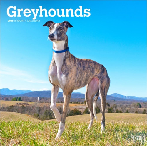 Greyhounds 2026 Square Flap Calendar