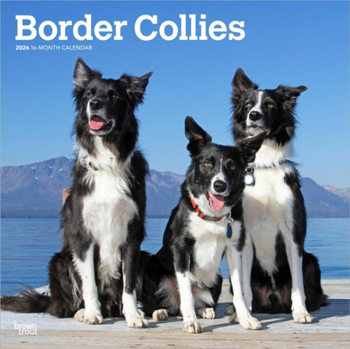 Border Collies 2026 Square Flap Calendar