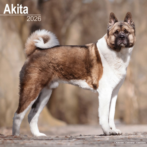 Akita Calendar 2026  Square Dog Breed Wall Calendar - 16 Month