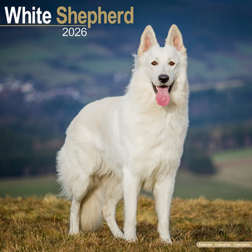 White Shepherd Calendar 2026  Square Dog Breed Wall Calendar - 16 Month
