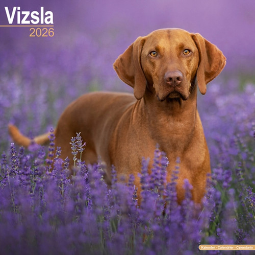 Vizsla Calendar 2026  Square Dog Breed Wall Calendar - 16 Month