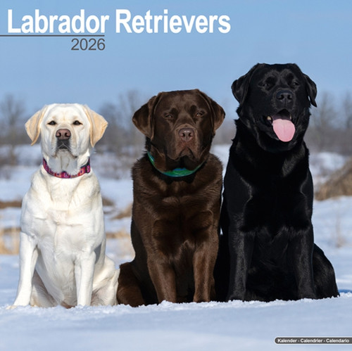 Labrador Retrievers (Mixed) Calendar 2026  Square Dog Breed Wall Calendar - 16 Month