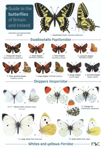 Guide To The Butterflies Of Britain And Ireland