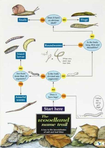 The woodland name trail: A key to the invertebrates of soil and leaf litter