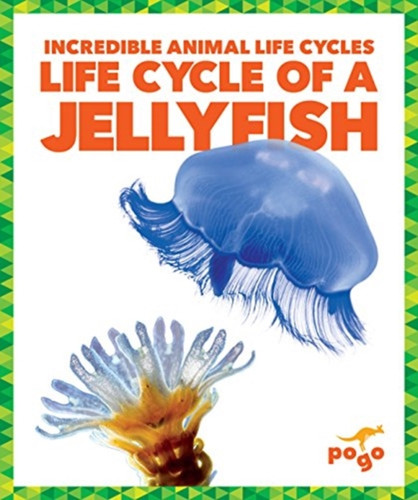 Life Cycle Of A Jellyfish