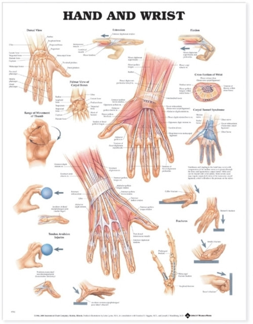Hand And Wrist Anatomical Chart - 9781587791437