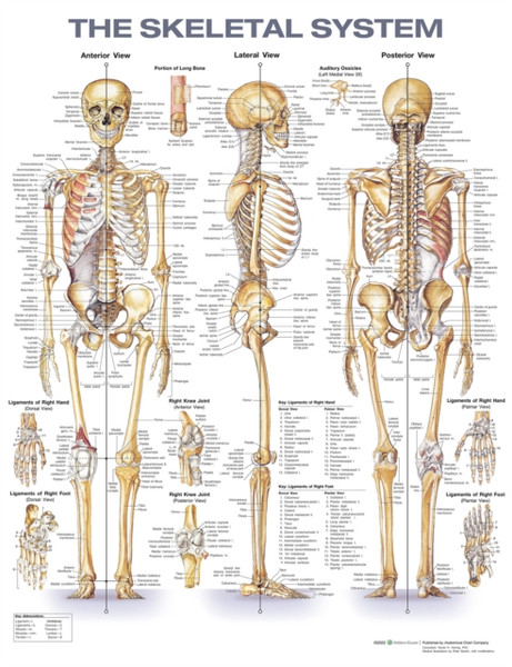 The Skeletal System Anatomical Chart - 9781975180232