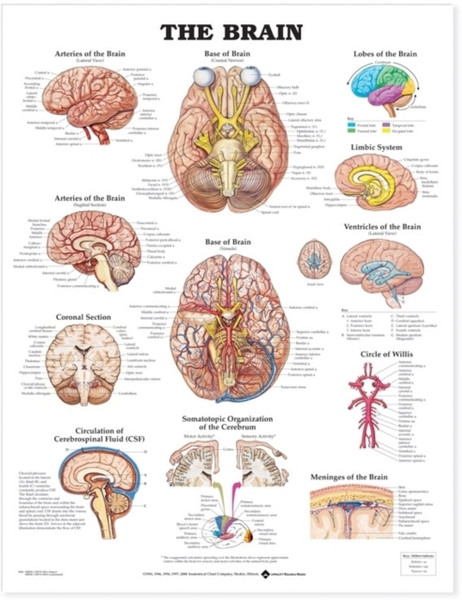 The Brain Anatomical Chart - 9781587791055