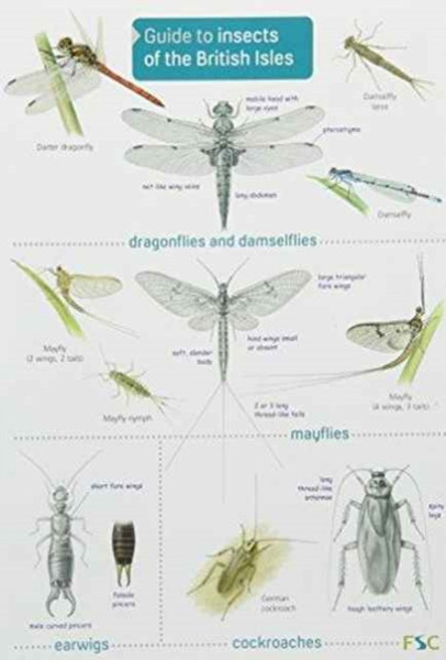 Guide to Insects of the British Isles