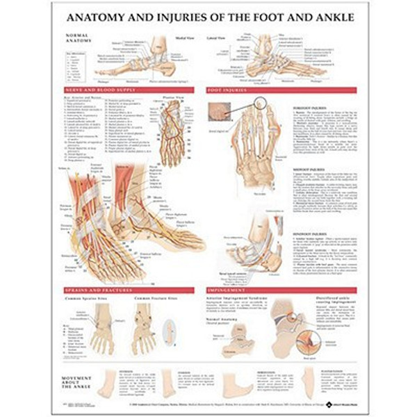 Anatomy and Injuries of the Foot and Ankle