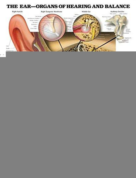 The Ear: Organs of Hearing and Balance Anatomical Chart